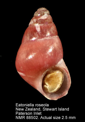Eatoniella roseola.jpg - Eatoniella roseola (Iredale,1915)